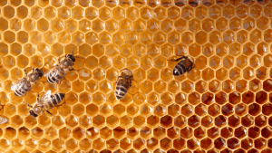 digital bees